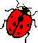 Ladybug