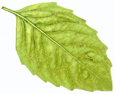 Leaf