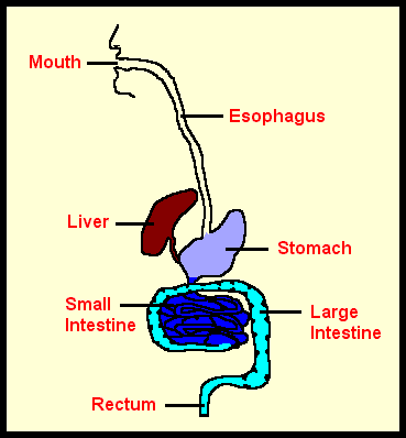 Digestive System For Kids Pictures