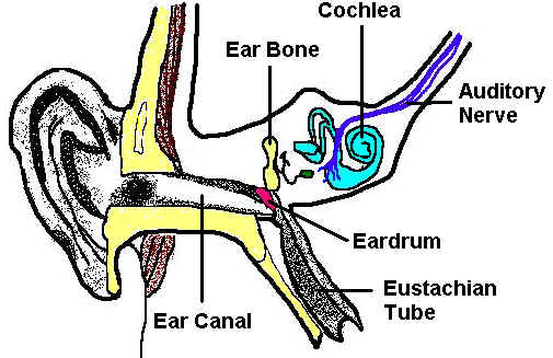 Parts of the Ear