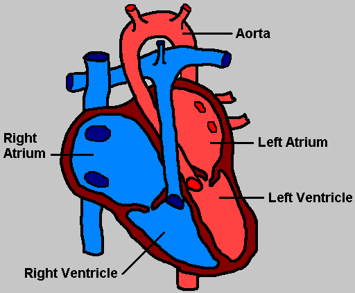 Human Heart Diagram. The lungs remove the carbon dioxide and replenish the 