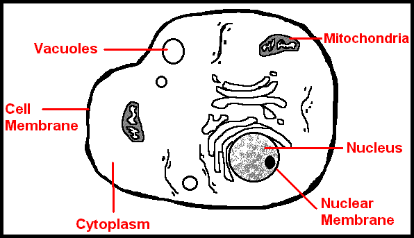 Cell Parts