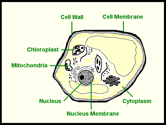 Cell Parts
