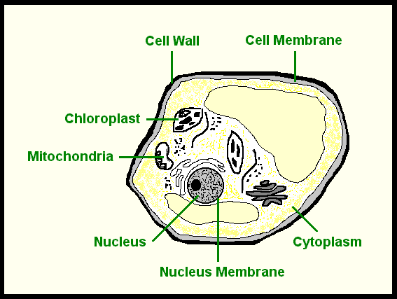 Plant and animal cell worksheets label and diagram of plant cell | herbs