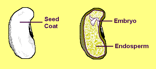  parts of a seed