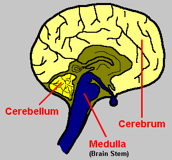 Brain