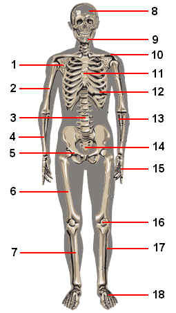 Multiplication Coloring Sheets on Printable Skeleton Cut Out